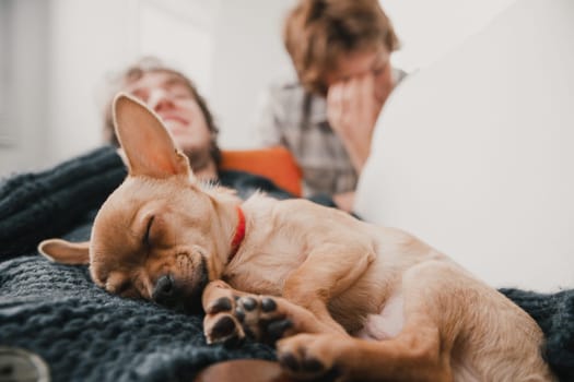 Small tan chihuahua puppy is sleeping soundly on the lap of a man in a cozy living room, while his friends relax in the background