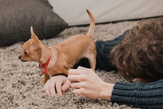 Small brown chihuahua dog is walking on the arm of his owner who is laying on a carpet, enjoying some quality time at home