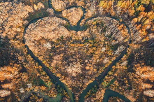 Heart shaped river in Altai territory. Autumn forest. Wonder of nature place, aerial drone view