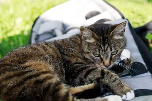 Tabby cat is licking its paw while lying on a photographer's backpack on a sunny day. The cat seems to enjoy the warmth of the sun and the soft surface of the backpack