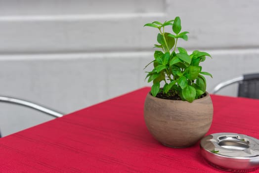 Cafe table with herbs in a pot and a red tablecloth