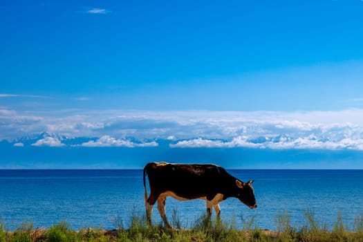 black cow with white belly walking along the road in front of lake with mountain range on the horizon at sunny summer day