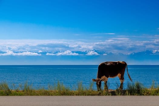 black cow with white belly walking along the road in front of lake with mountain range on the horizon at sunny summer day