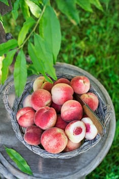 Picking Fresh ripe peaches from tree into basket. Rich harvest of peaches. Homegrown, organic peaches