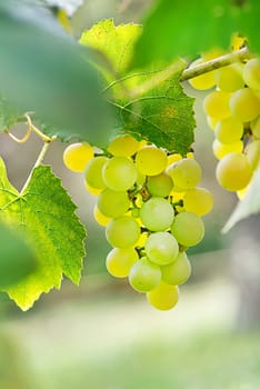 Close up White Grapes from vines during wine harvest. Grapes. With Selective Focus on the subject.
