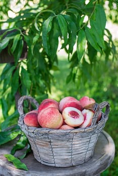 Fresh ripe peaches from tree into basket. Rich harvest of peaches. Homegrown, organic peaches