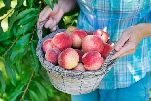 Picking Fresh ripe peaches from tree into basket. Rich harvest of peaches. Homegrown, organic peaches