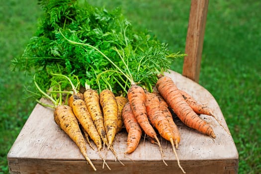 Bunch of organic carrot, freshly harvested in garden close up. Autumn harvest of vegetables, farming