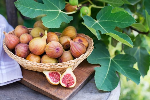 A close-up photo of fresh figs, some whole and some halved, displayed in a basket. Picking figs fruit growing on the branch fig tree in organic garden