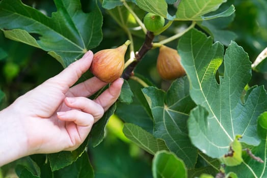 Farmer hand picking figs fruit growing on the branch fig tree in organic garden