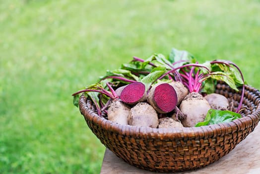 Fresh harvested beetroots in basket, pile of homegrown organic beets with leaves on garden background