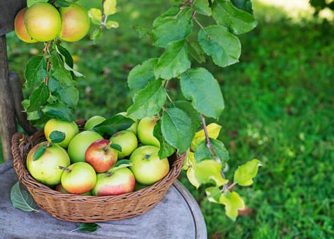 Basket of fresh apples in garden background. Harvest apple