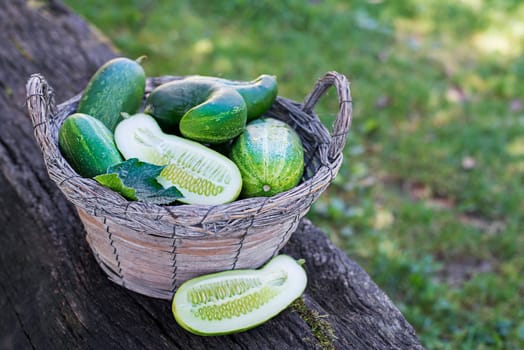 Picking cucumber from the garden. Harvesting cucumber.