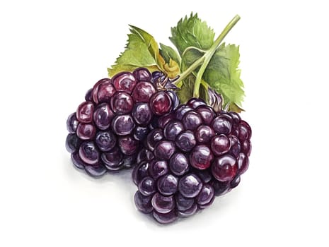 A blackberry white background