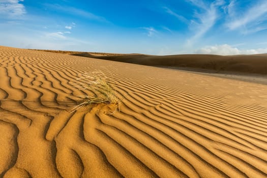 Dunes of Thar Desert. Sam Sand dunes, Rajasthan, India