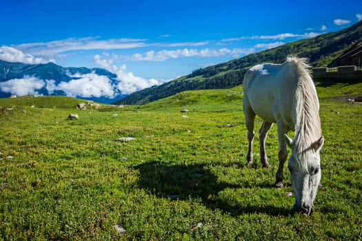Serene landscape background - horse grazing on alpine meadow in Himalayas mountains. Himachal Pradesh, India