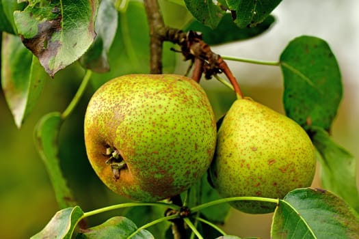 ripe pears on a tree in summer