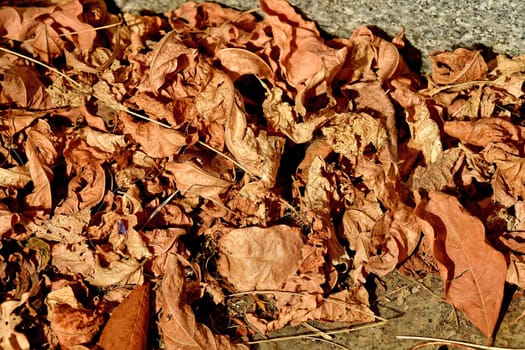 autumnal painted leaves on a street
