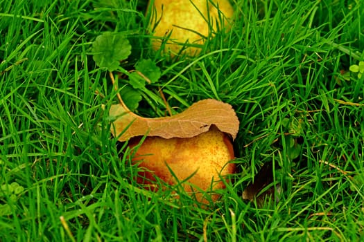 fallen pear with a leaf hat on a green meadow in autumn