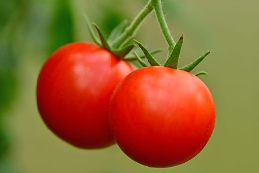 tomato, ripe fruits on a plant with green blurred background