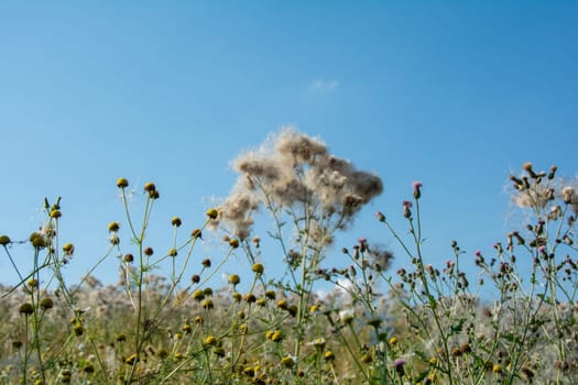 Chamomile and thistles in the foreground with blue sky and blurred withered thistles with flying seeds  in the background