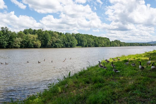 Lots of Canada geese ( Branta canadensis ) on a meadow on the river bank and some swimming in the water