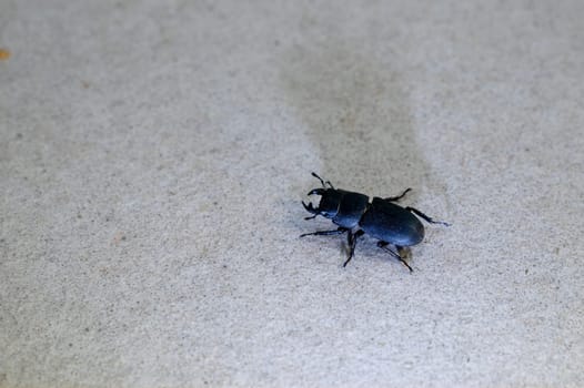 A bark beetle (Dorcus parallelipipedus), also known as the dwarf stag beetle, on patio tiles