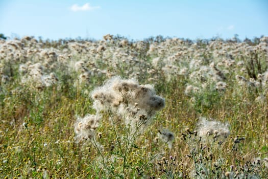 Wilted thistles in a field with lots of flying seeds