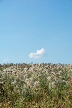 Wilted thistles in a field with lots of flying seeds