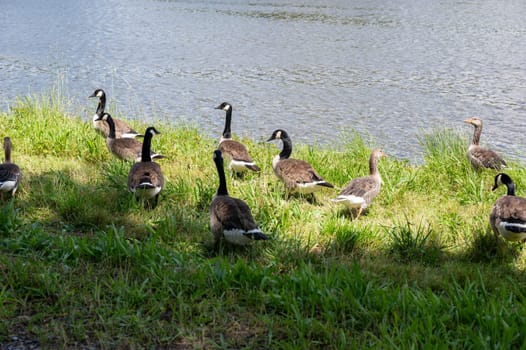 Many Canada geese ( Branta canadensis ) in the green grass in the wild, on the bank of a river
