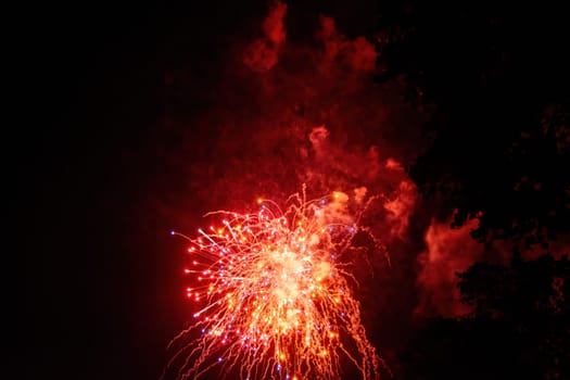 A colorful fireworks in the black night sky with the silhouette of a tree in the foreground