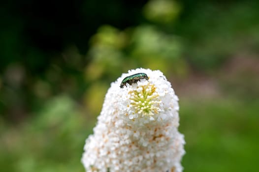 Green shimmering common rose beetle ( Cetonia aurata ) on white buddleia