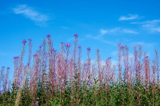 Willowherb (Epilobium angustifolium) with sky