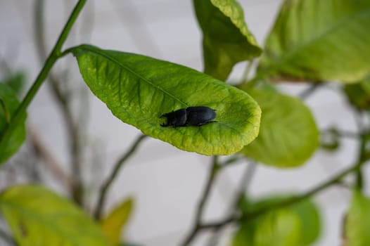 A bark beetle (Dorcus parallelipipedus) also called the dwarf stag beetle, on a green leaf in nature