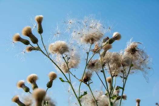 Wilted thistles in a field with lots of flying seeds