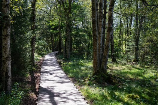 Black moor in the Rhoen, Bavaria, Germany, in summer  with a new moor path and forest  in sunlight