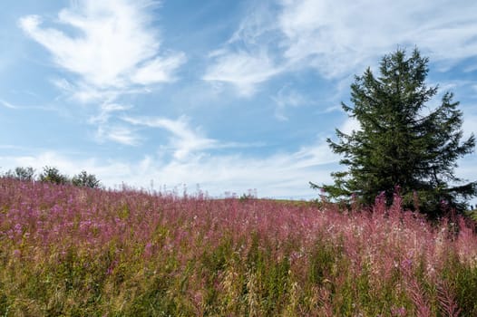 Blooming willowherb ( Epilobium angustifolium ) on a green meadow with a tree