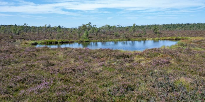 Moor eyes in the black moor with broom heather in the high Rhoen, Bavaria, Germany