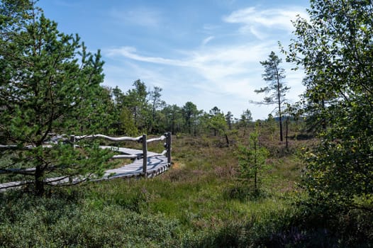 Black moor in the Rhoen, Bavaria, Germany, in summer  with Heather and  a new moor path