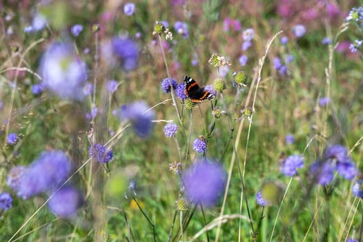 An admiral butterfly (Vanessa atalanta) sits on a purple flower in a green meadow