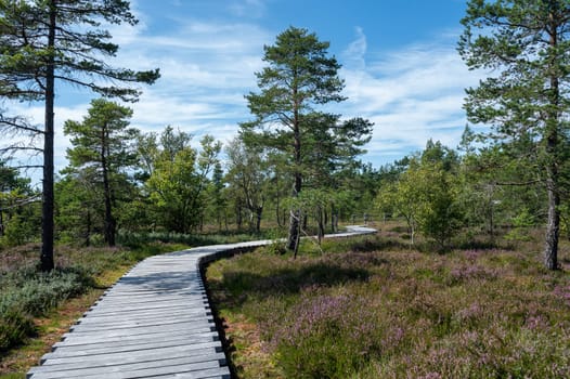 Black moor in the Rhoen, Bavaria, Germany, in summer  with Heather and  a new moor path