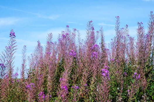 Willowherb (Epilobium angustifolium) with sky