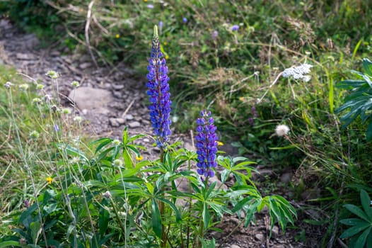 Purple lupine blossom on a green meadow