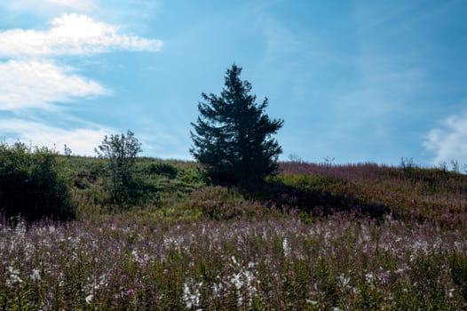 Blooming willowherb ( Epilobium angustifolium ) on a green meadow with a tree