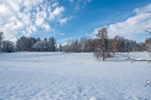 Trees in winter, with lots of snow, blue skies  and clouds