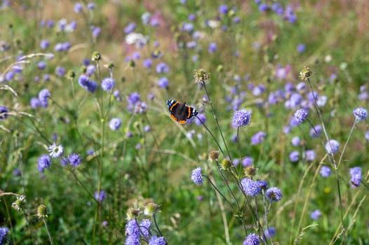 An admiral butterfly (Vanessa atalanta) sits on a purple flower in a green meadow