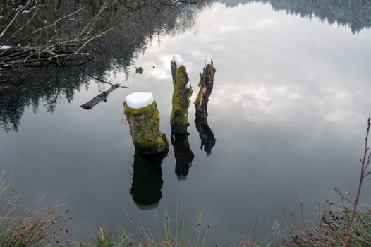 Some tree trunks in the water of a lake, covered with snow and with reflections in the water