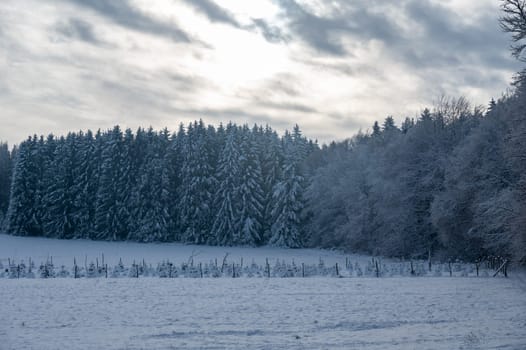 Snow covered fir trees in a forest in winter time