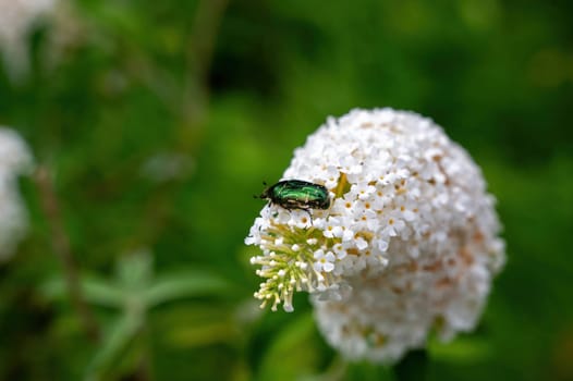 Green shimmering common rose beetle ( Cetonia aurata ) on white buddleia