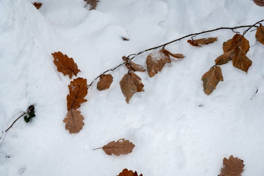 Many brown autumn leaves lie on white snow